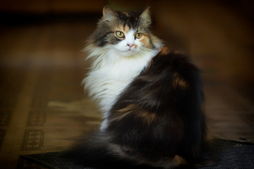 A multi-colored cat sits on the doorstep of the house. Pets.. Cat closeup.