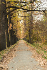 Oak alley in the autumn park