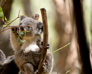 the joey koala is eating leaves