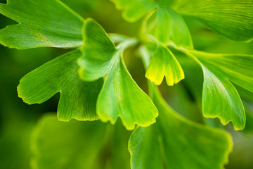 Gingko biloba leaves in nature with sunshine.Green leaves of dingo tree.