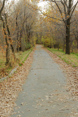 Fototapeta premium Oak alley in the autumn park