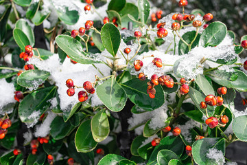 Closeup of holly bush branch with green leaves and bright red berries, snow. beautiful red berries .Red frozen berries on the bushes