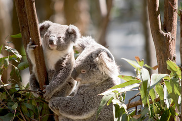the mother koala is looking after her joey koala