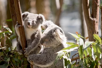 Keuken spatwand met foto the mother koala is looking after her joey koala © susan flashman