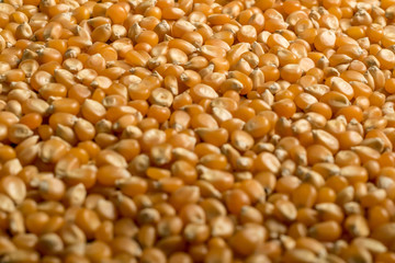 close up photography background Popcorn seeds