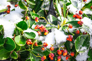Closeup of holly bush branch with green leaves and bright red berries, snow. beautiful red berries...