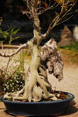Bonsai Exhibition: japanese art of miniature trees in pots