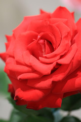 バラ　ばら　薔薇　ローズ　バラの花　バラのアップ