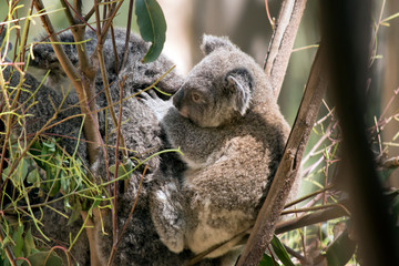 Fototapeta premium the joey koala is holding onto his mothers back