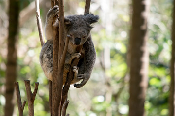the joey koala is is at the top of the tree