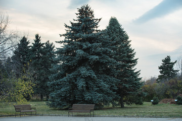 Blue spruce on a background of white clouds