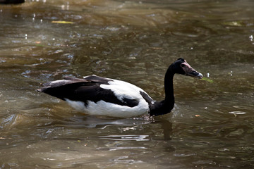 the magpie goose is swimming in the pond