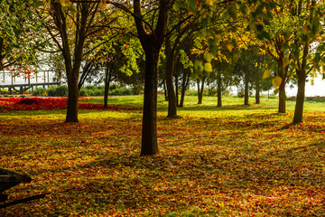 Beautiful autumn landscape with yellow trees and sun