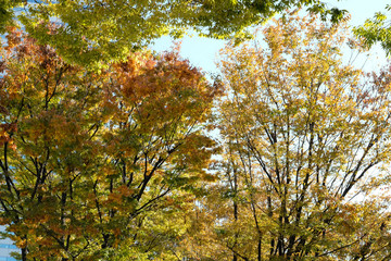 tree in autumn