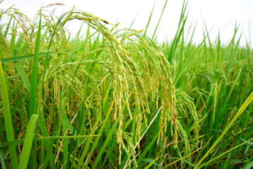 close up of yellow green rice field. 