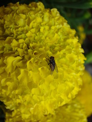 Yellow flower and a black fly