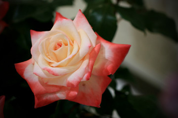 バラ　ばら　薔薇　ローズ　バラの花　バラのアップ