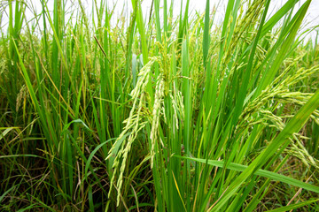 Close up the rice in paddy rice field. 