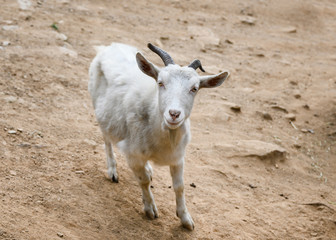 Young white goat with horns are gazing and smiling