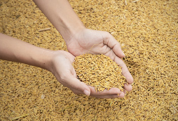 rice paddy in hand's woman on Yellow paddy rice on full background. 