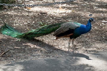 this is a side view of an Indian  peacock