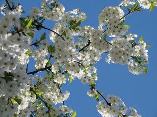 White flowers on cherry tree