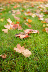 Autumn maple leave on grass closeup