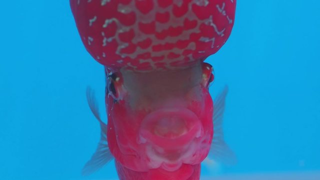 Close-up a Flowerhorn cichlid aquarium pet fish diving in fresh water glass tank on blue background.