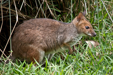 this is a side view of a red-legged pademelon