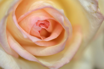 バラ　ばら　薔薇　ローズ　バラの花　バラのアップ