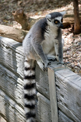 the ring tail lemur is resting on a wall