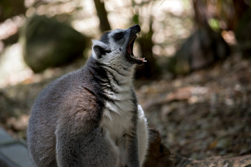 the ring tail lemur is showing his teeth