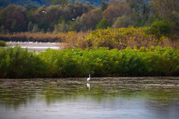 White heron in the green oasis