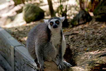 the ring tail lemur is resting