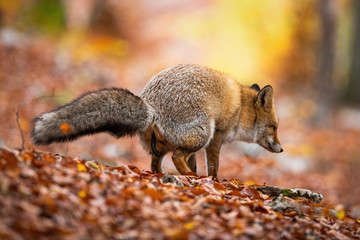 Furry red fox, vulpes vulpes, excrementing and marking territory in autumnal forest with colorful...