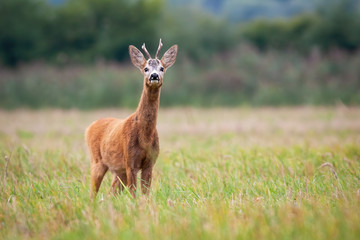 The curious roe deer, capreolus capreolus, buck with small antlers is looking to the camera while trying to detect the unknown smell that could possibly represent some kind of danger