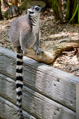Obraz premium the ring tailed lemur is showing his tail