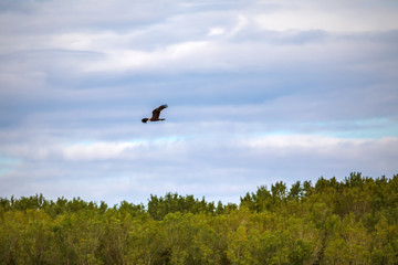 Marsh harrier in flight