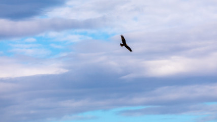 Marsh harrier in flight