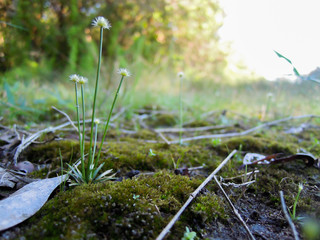 Grass flowers