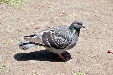 this is a side view of a  rock pigeon