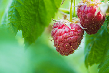  lose-up of the ripe raspberry in the fruit garden,ripe raspberry.Red raspberry with leaf on green...