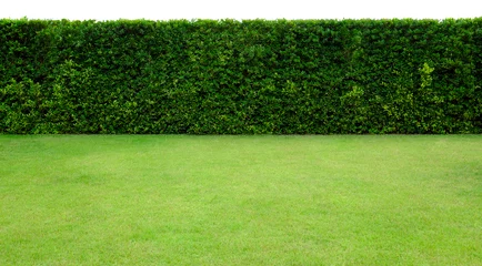 Papier Peint photo autocollant Jardin Longue haie d& 39 arbres et pelouse d& 39 herbe verte. La partie supérieure isolée sur fond blanc.