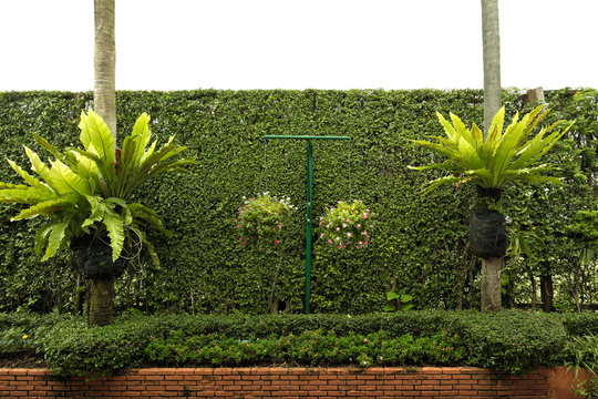 Plants and trees hedges in greenhouse. The upper part isolated on white background