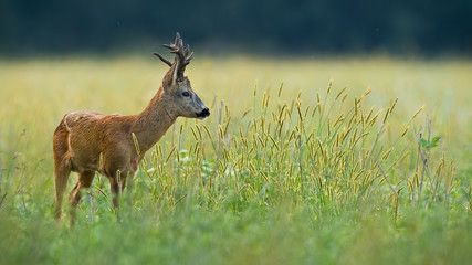 A solitary cute brown european roe deer, capreolus capreolus, buck observing with attention something in the distance and looking through the culms of grass to the right of the camera.