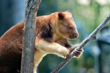 this is a side view of a tree kangaroo