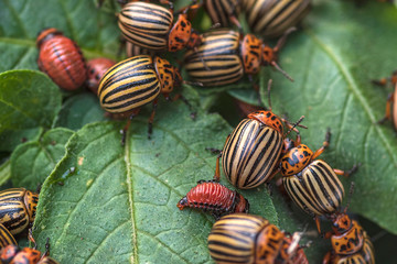 Potato bugs on foliage of potato in nature, natural background, close view.Colorado beetle eats a potato leaves young.Colorado potato beetle on a light background.Many Colorado potato beetle. - Powered by Adobe