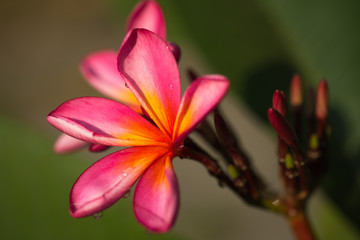 Beautiful pink red Plumeria from garden