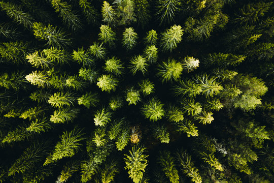 Forest from above