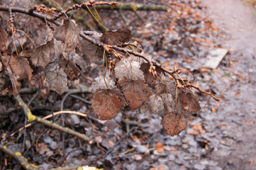 dry leaves